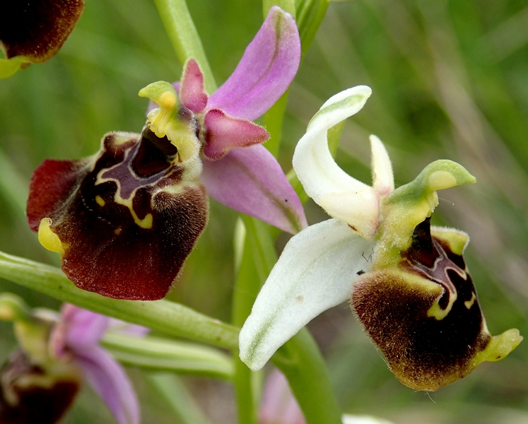 Ophrys fuciflora (F.W.Schmidt) Moench 1802